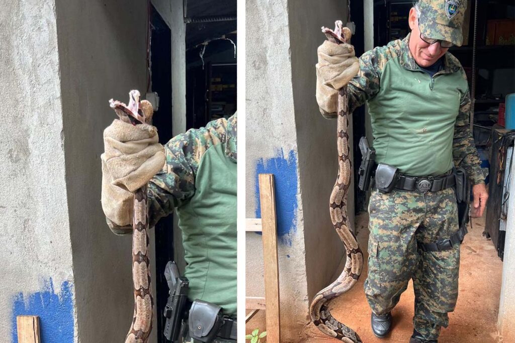 Guarda Metropolitana resgata jiboia presa em telhado de residência na região sul de Palmas