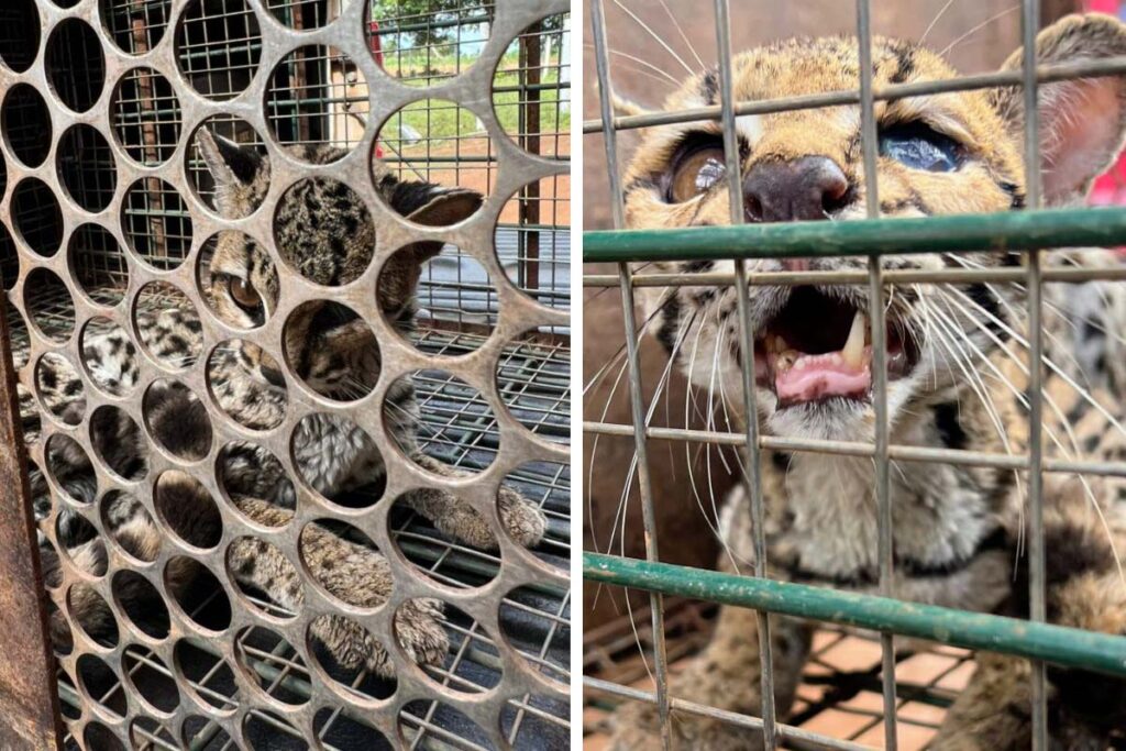 Jaguatirica ferida é resgatada pela Guarda Metropolitana em área rural de Palmas