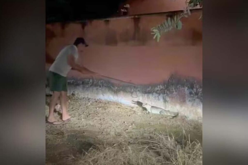 Jacaré é encontrado no portão de casa e assusta moradora em Lagoa da Confusão