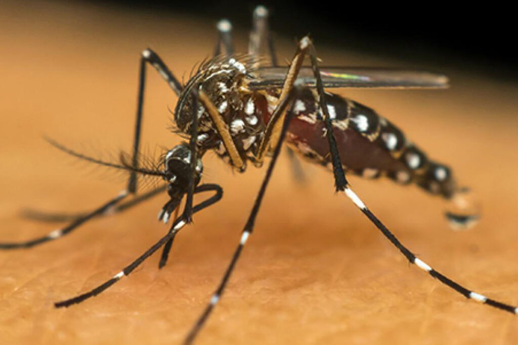 Tocantins ultrapassa 4,1 mil casos prováveis de dengue em 2026 e registra seis mortes
