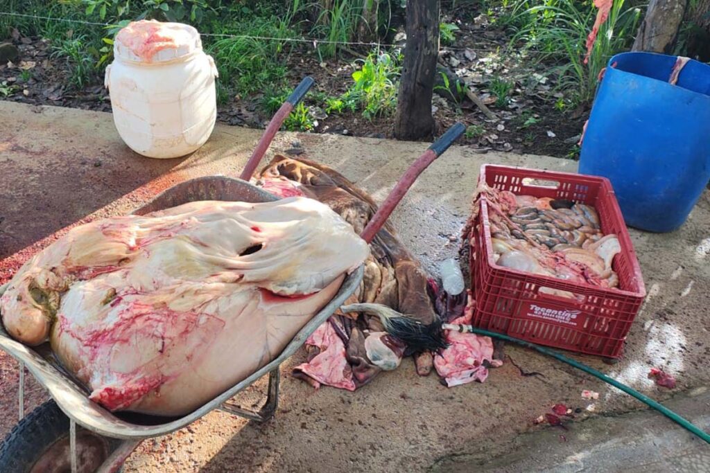 Operação contra abate clandestino apreende 410 kg de carne irregular em Monte do Carmo