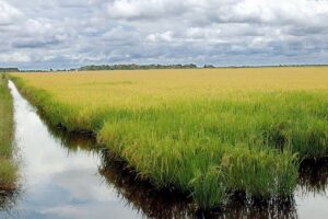 Dados do IBGE revelam que, entre os 20 maiores municípios produtores da região, o “Top 4” é inteiramente tocantinense