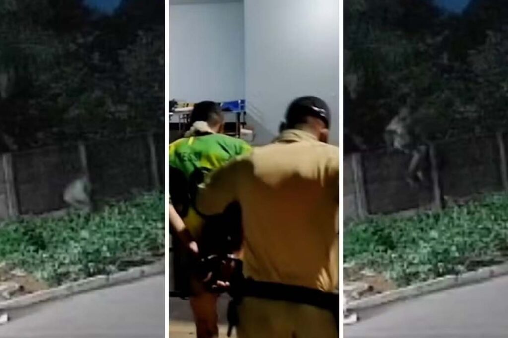 Pitbull morre ao defender tutor de ataque a faca dentro de casa em Porto Nacional