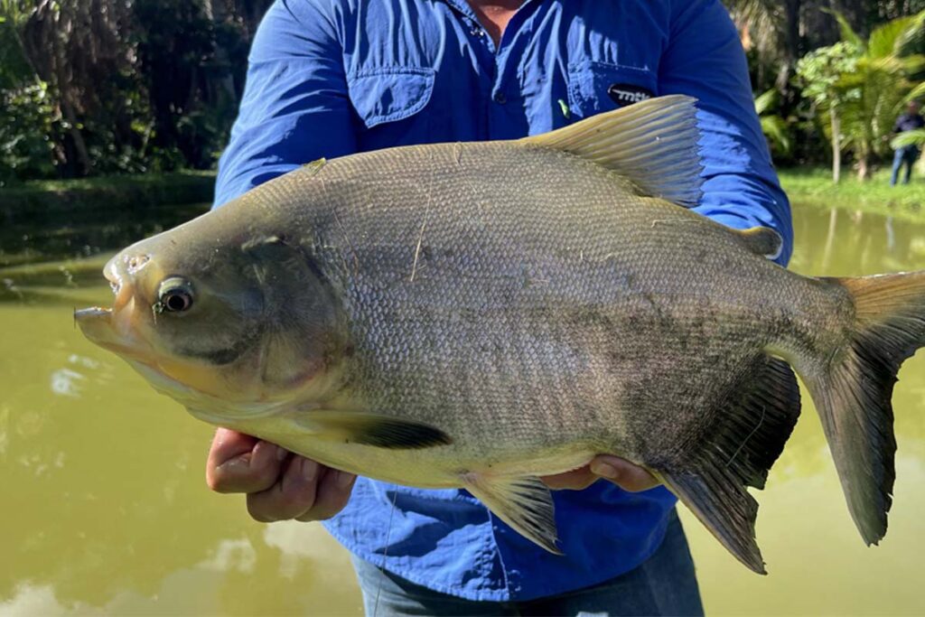 Semana Santa: preços de pescados variam até 105% em Palmas