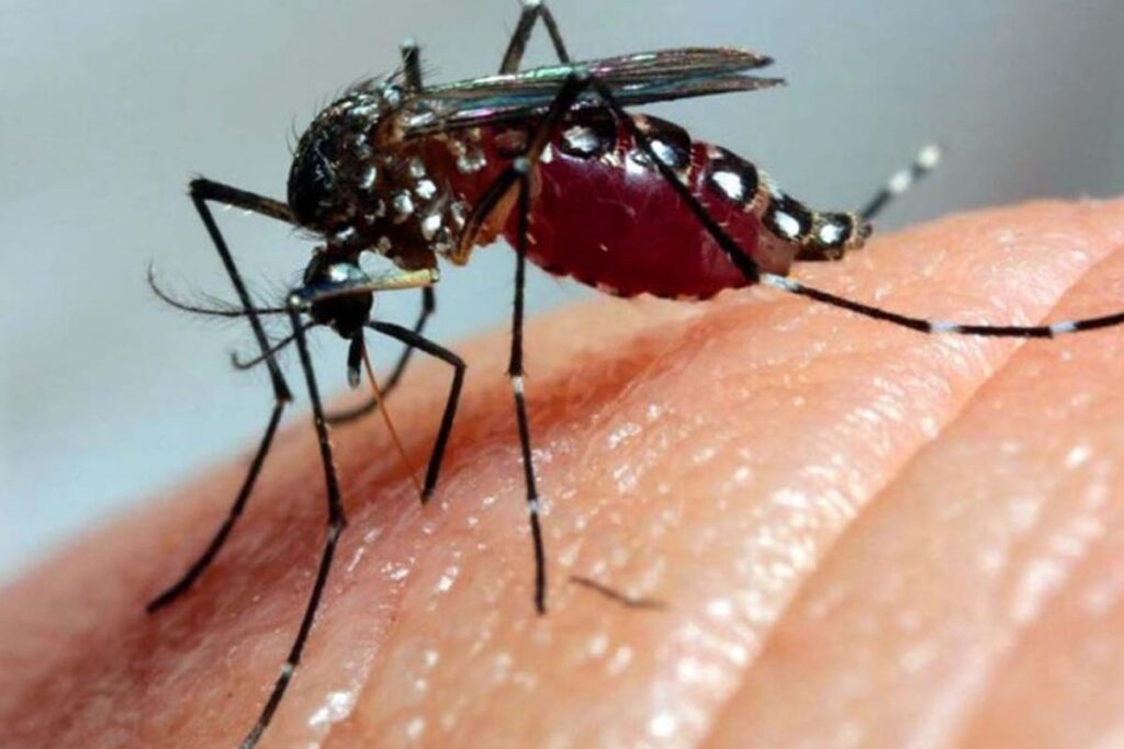 Palmas vai implantar método Wolbachia para reduzir transmissão de dengue, zika e chikungunya